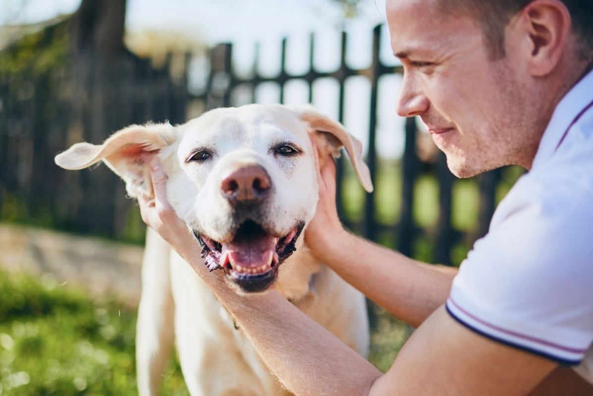 Man petting his yellow labrador dog and lifting its ears