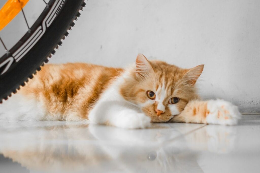 Yellow and white cat laying on the floor next to a bike tire