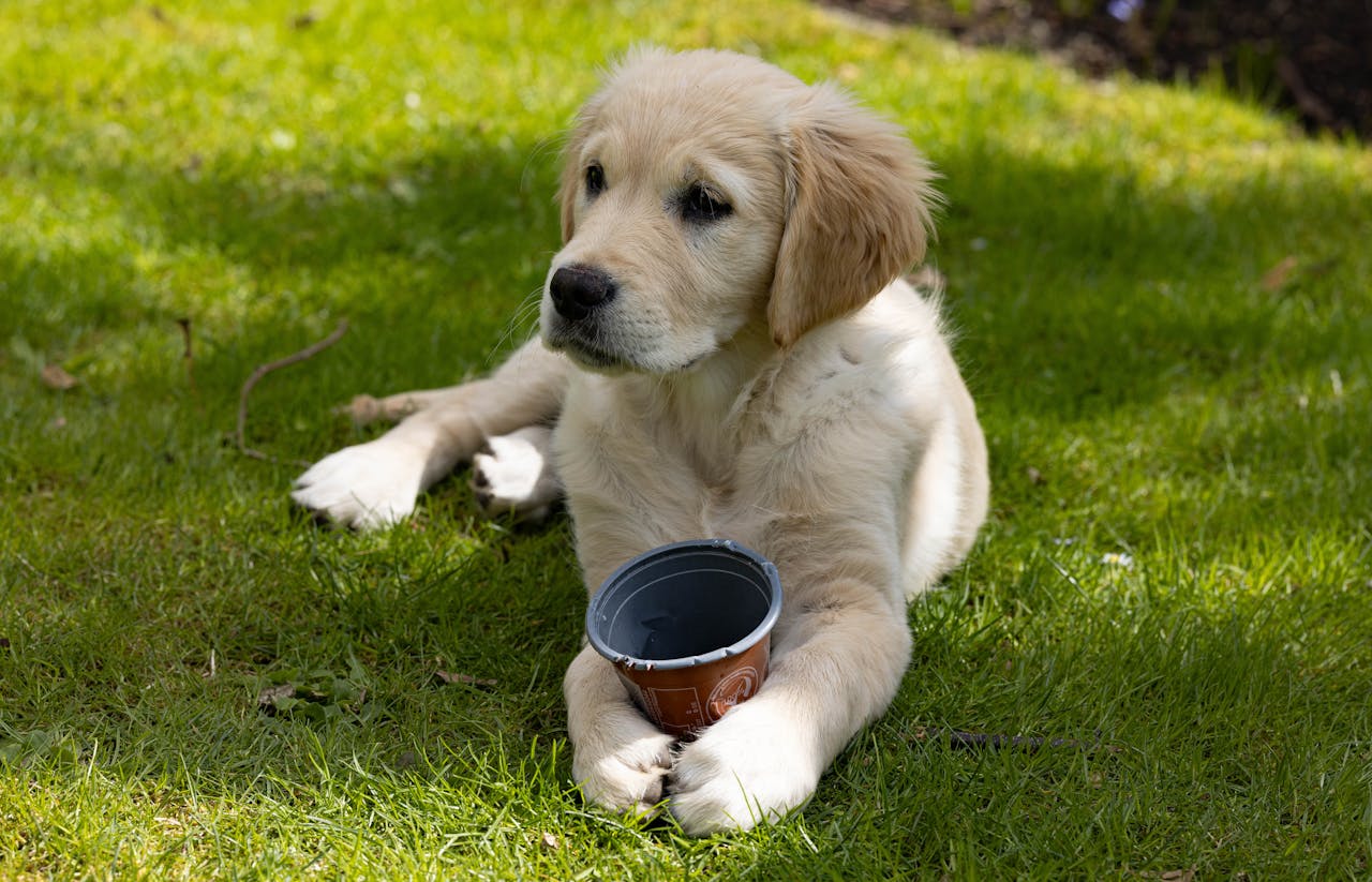 Golden Retriever Puppy with Cup on Grass