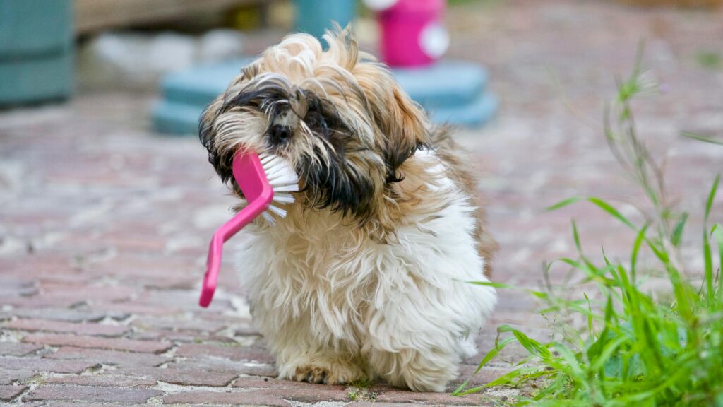 Adult brown and white shih tzu