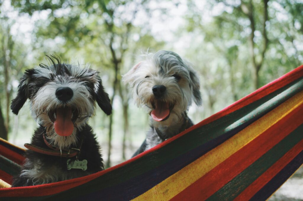 Two happy dogs sitting on a hammock