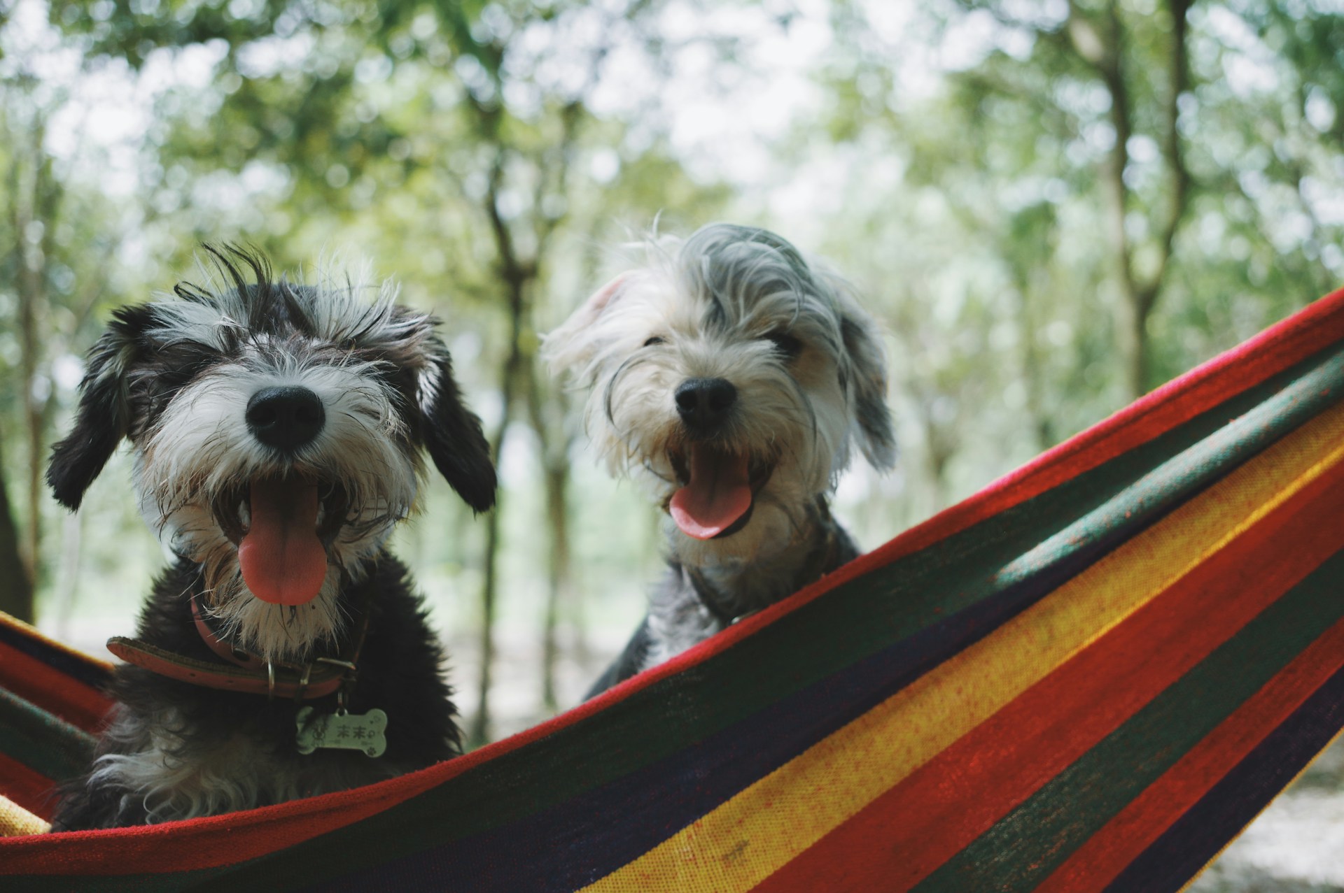 Two happy dogs sitting on a hammock