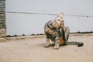Brown tabby cat scratching head