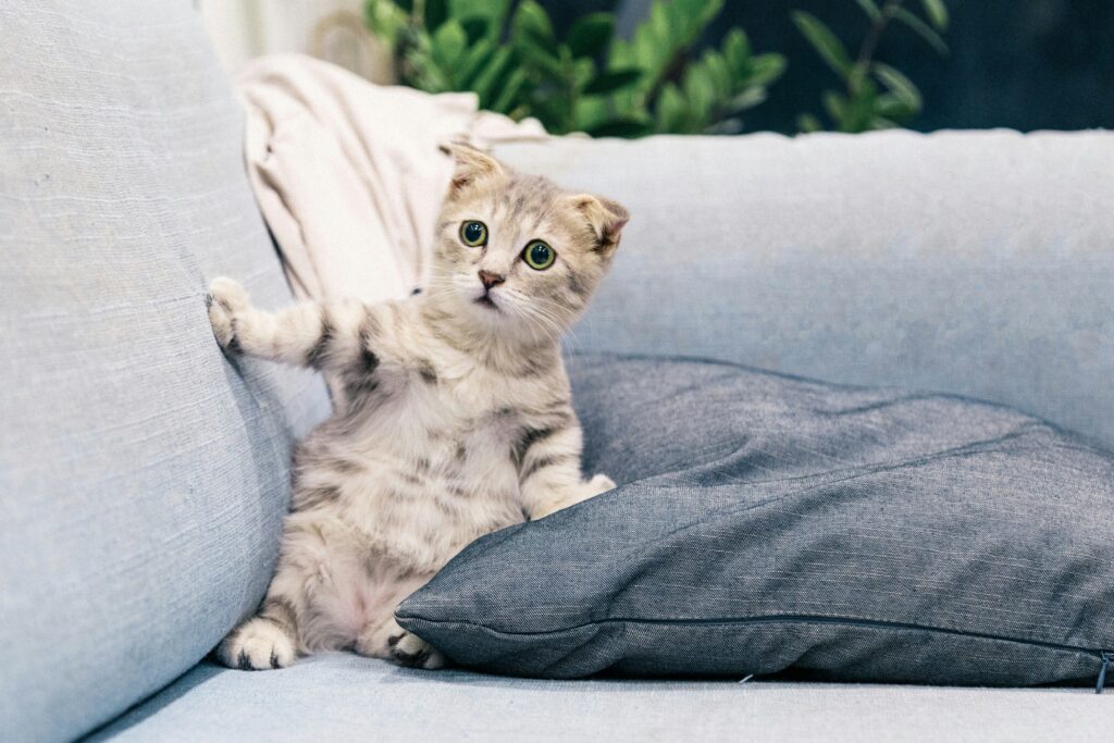 brown tabby kitten on a gray sofa