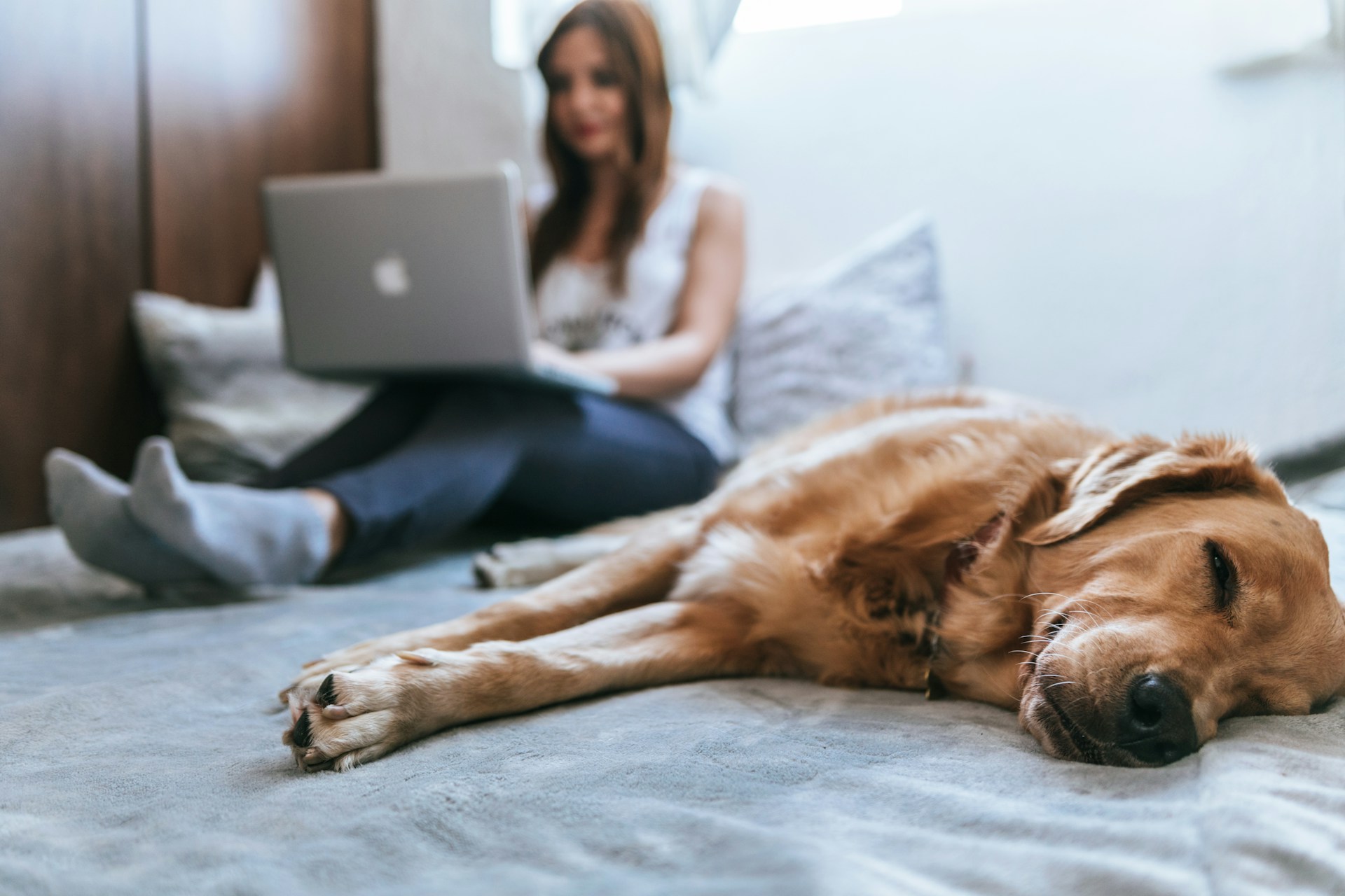 Labrador laying on a bed sleeping while a person sits next to them using a laptop doing Telehealth