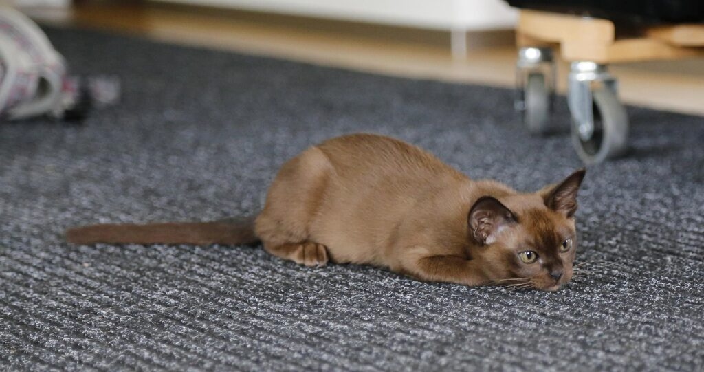 burmese domestic kitten on carpet