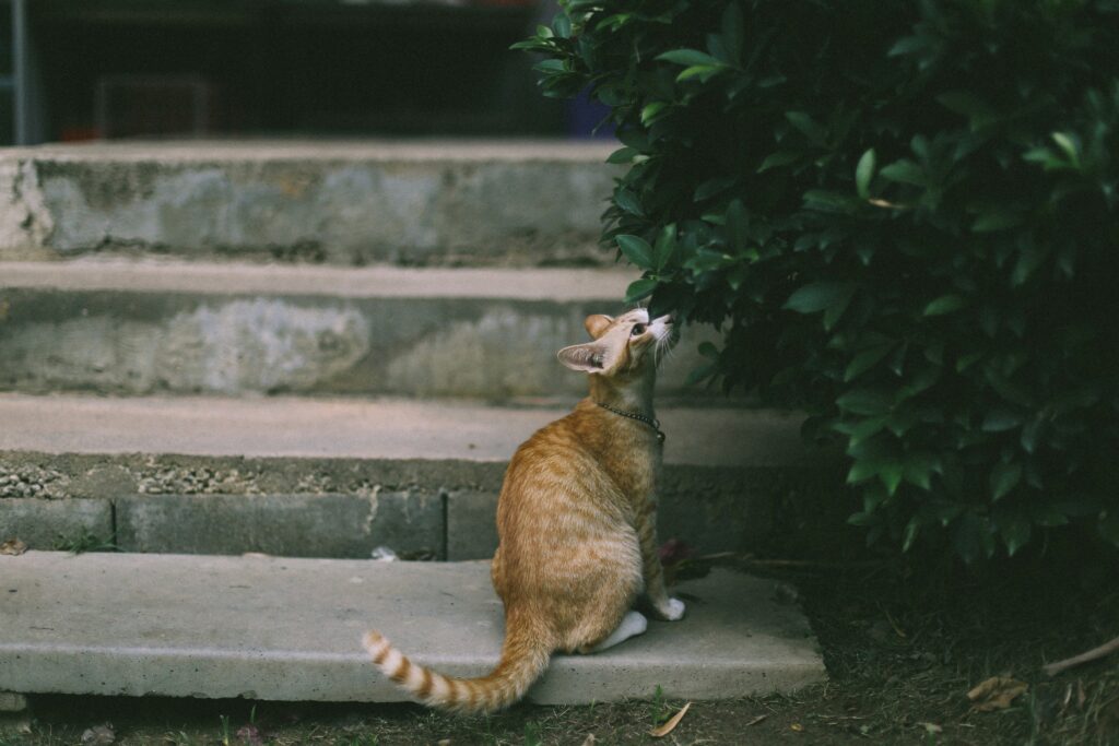 Cat sniffing leaves while standing on steps