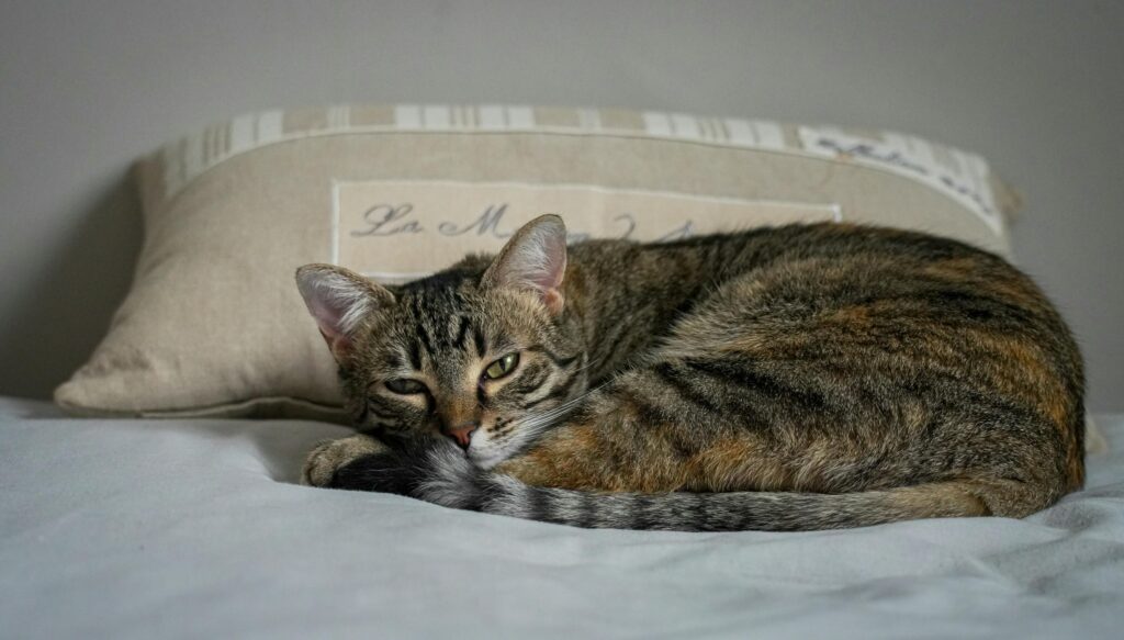 Brown cat lying on a bed up against a tan pillow