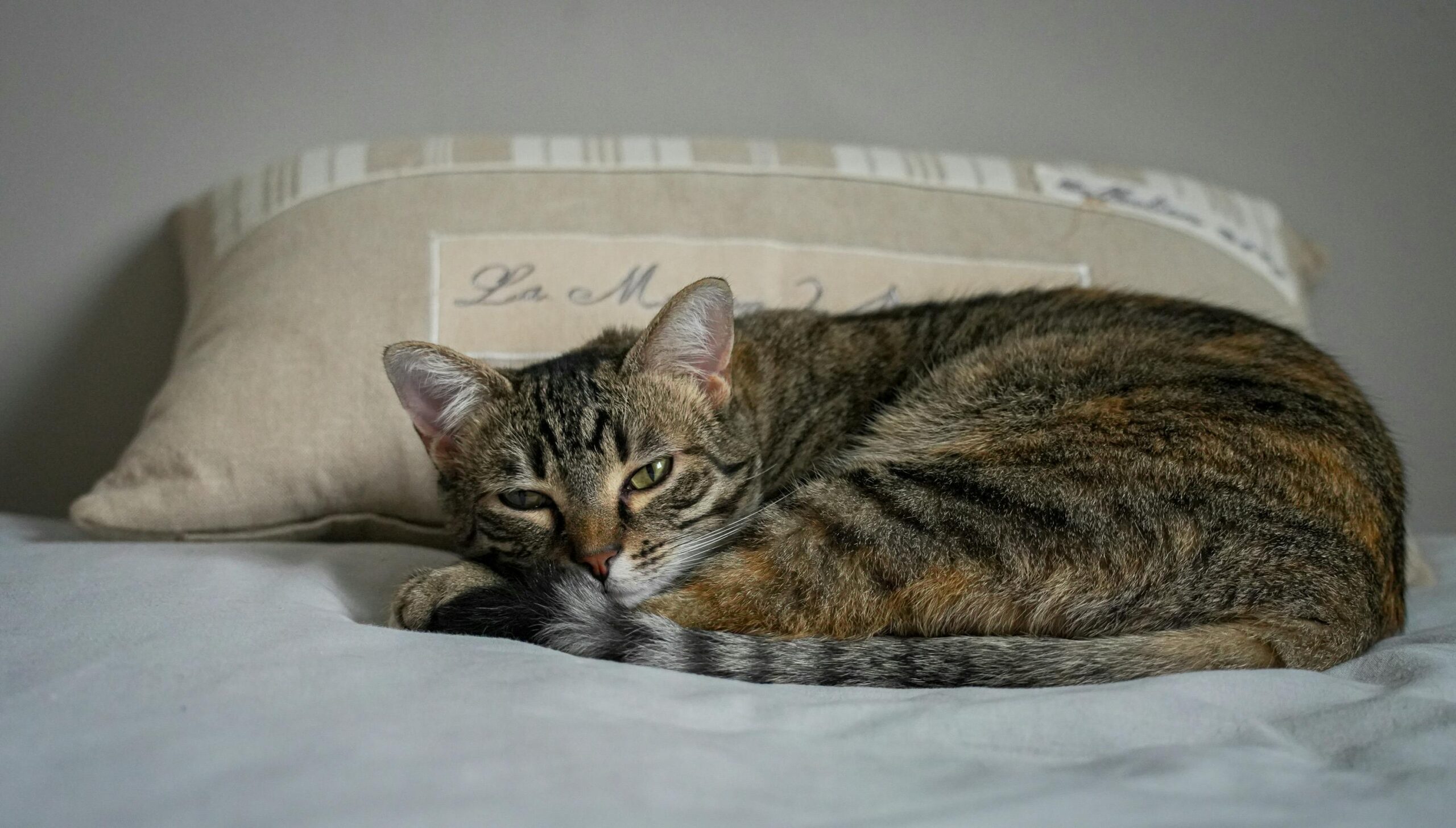 Brown cat lying on a bed up against a tan pillow