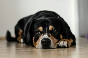A black dog lays on the floor