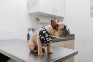 Dog on a table at the vet