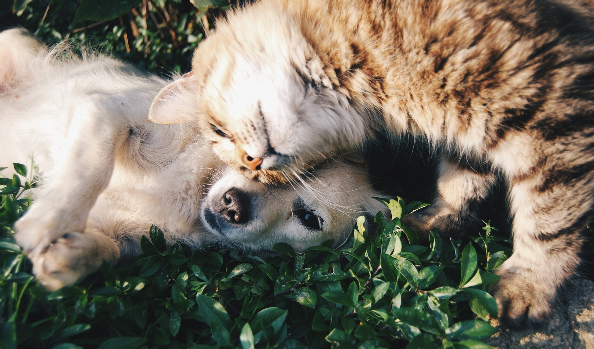 A cat and dog rubbing on each other in the grass
