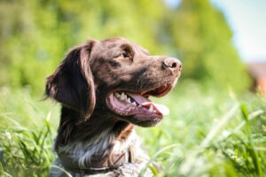 Lorca Wiles photo of a chocolate lab surrounded by greenery