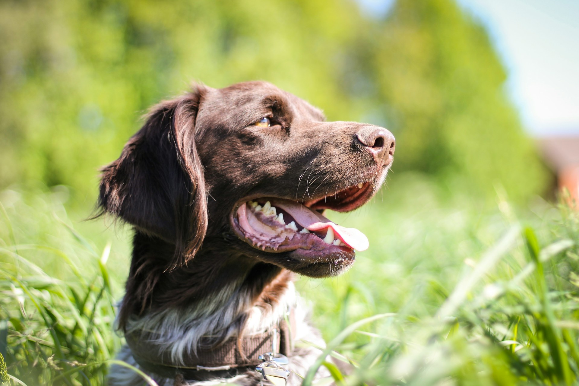 Lorca Wiles photo of a chocolate lab surrounded by greenery