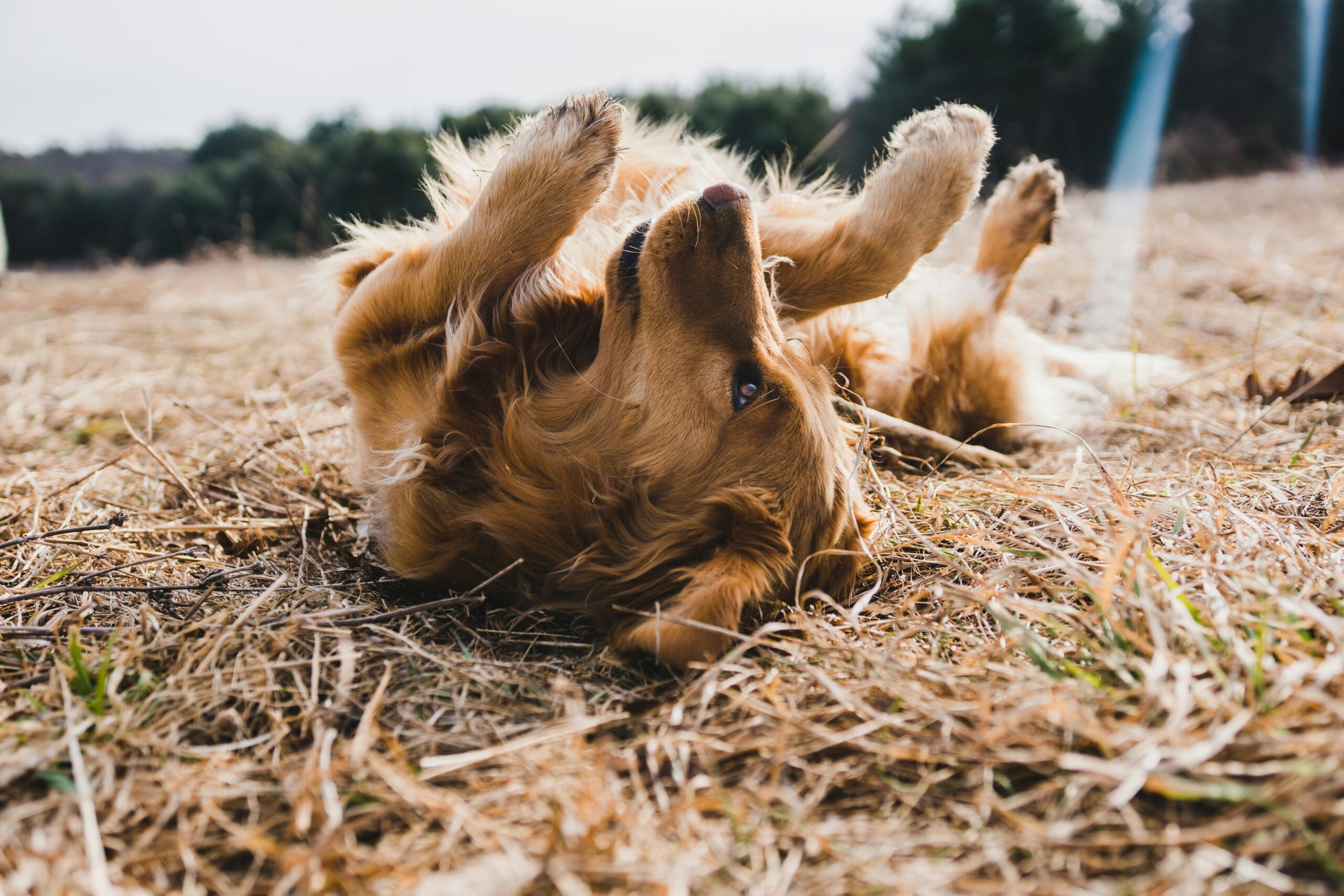 Sun Bathing Golden Retriever rolling on ground