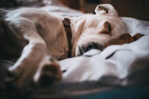 Close up photo of sleeping dog