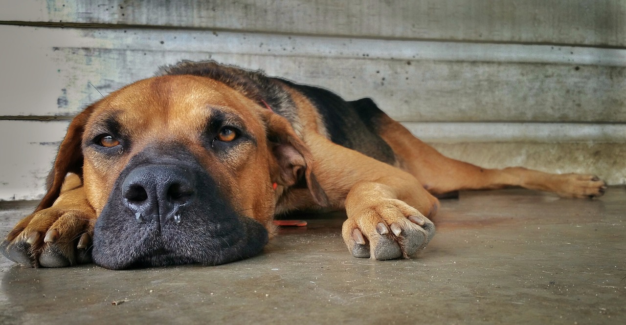 dog, nose, paws, animal, brown, eye's, sad, wall, concrete, floor, pet, brown dog, brown wall, brown eye