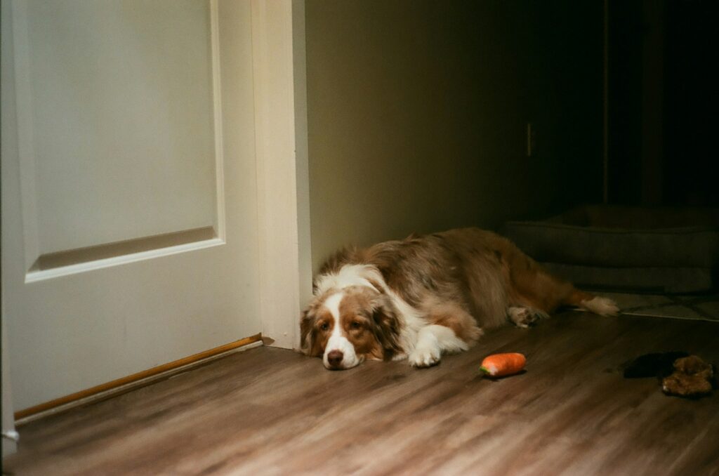 Sad dog laying on floor appearing to be in pain