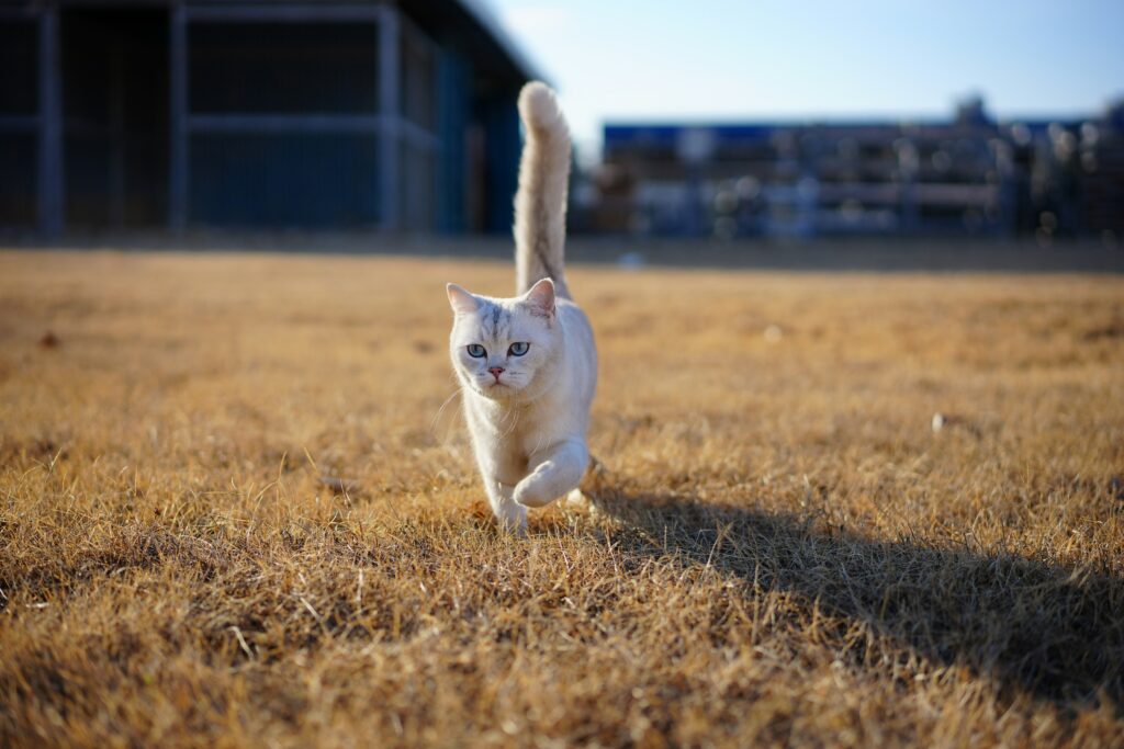 A White Cat Running Across A Dry Grass Field Stockpack Unsplash