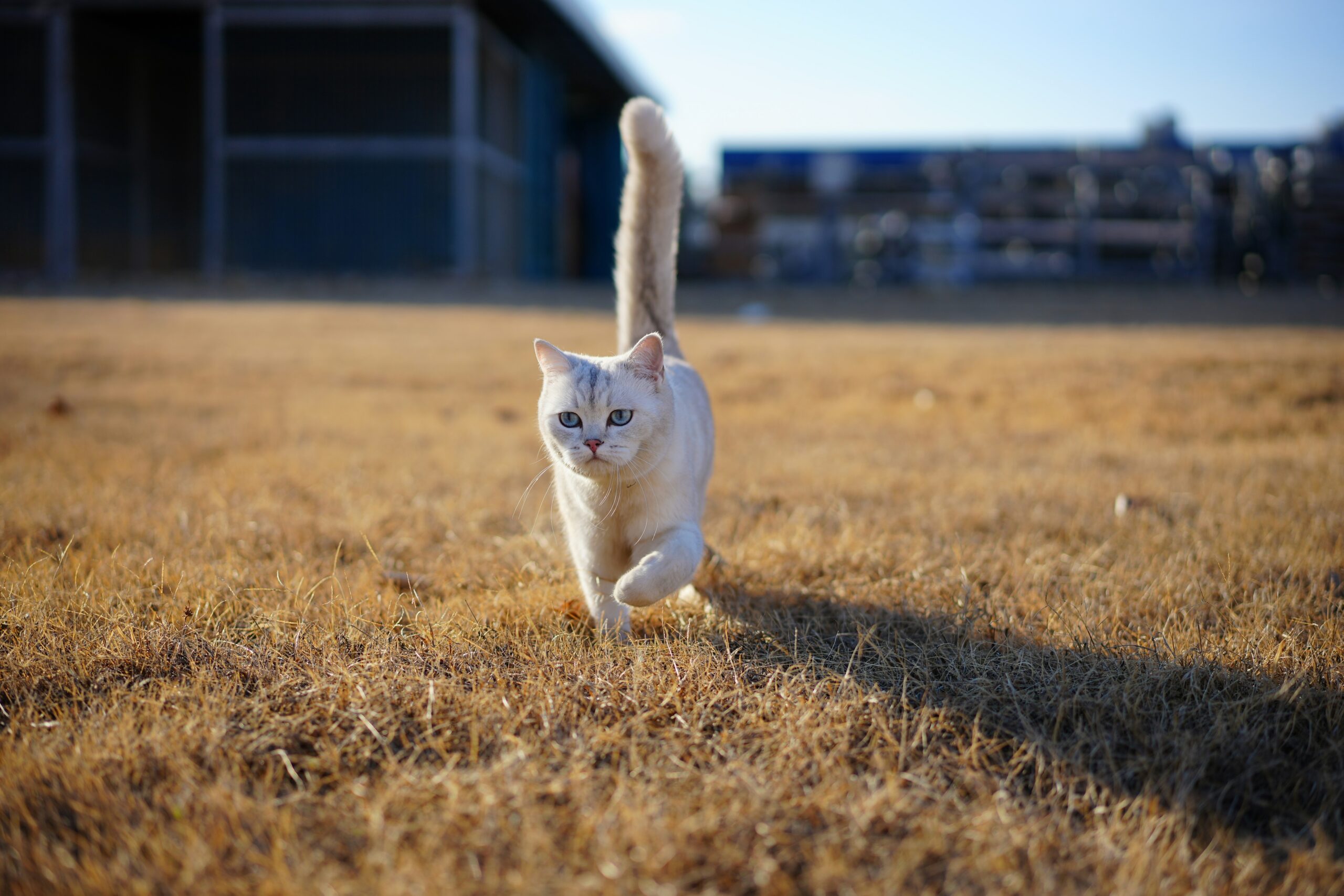 A White Cat Running Across A Dry Grass Field Stockpack Unsplash