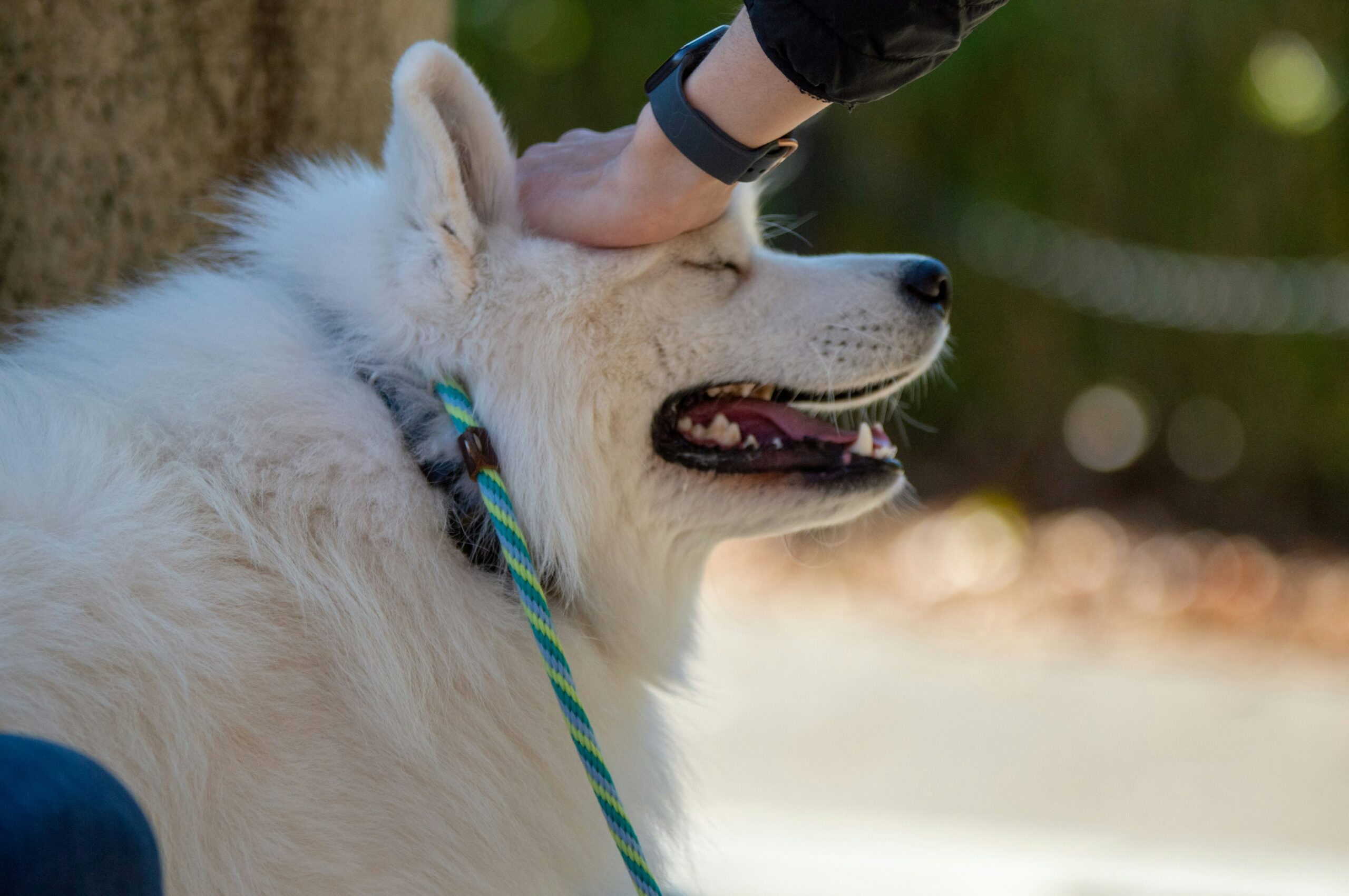 Person's arm petting white dog's head