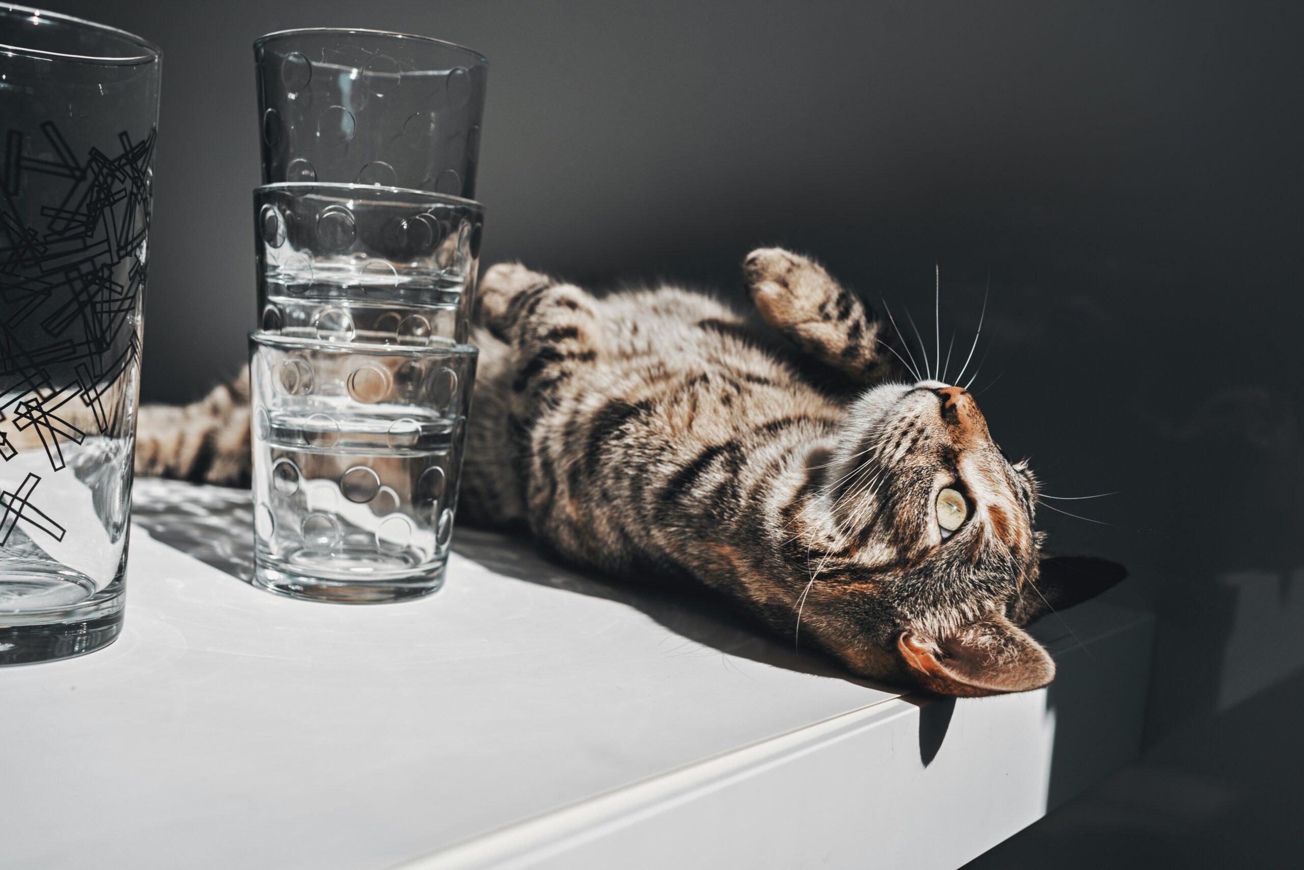Cat laying down in front of glasses of water