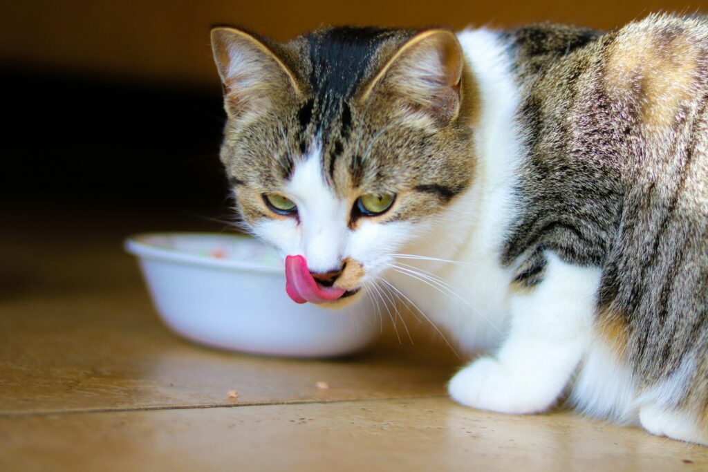 Cat Tongue sticking out after eating with bowl in background