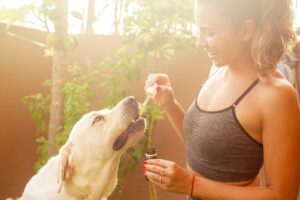 cbd oil, dog, pet, hemp oil, labrador, animal, lab, girl, cannabis oil