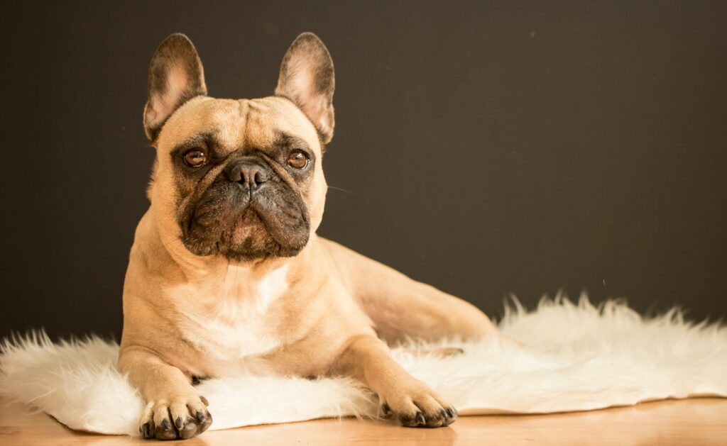 French Bulldog posing on a fur rug
