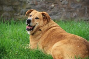 golden retriever, dog, grass, smile, nature, pet, green, animal, fat
