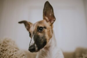 Dog with ear flipped up