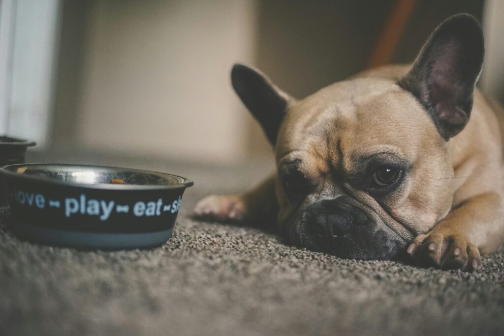 Dog lying in front of a bowl with a sad face