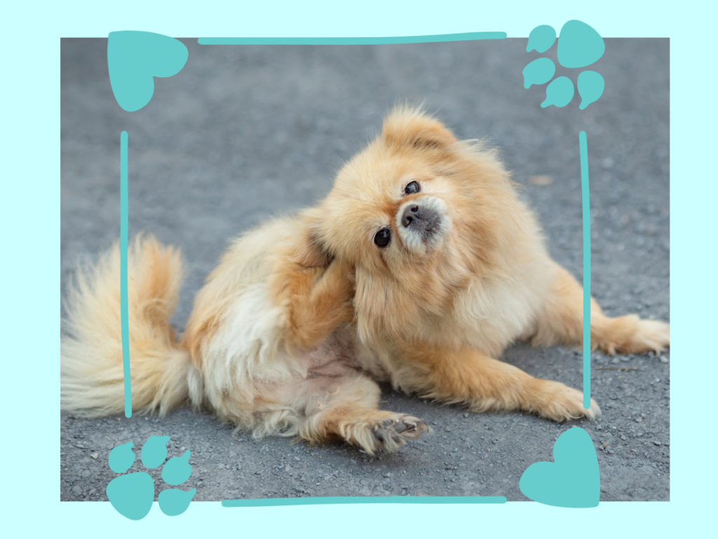 Dog Minor Issues and Dog's Ears, Dog's ear, infection