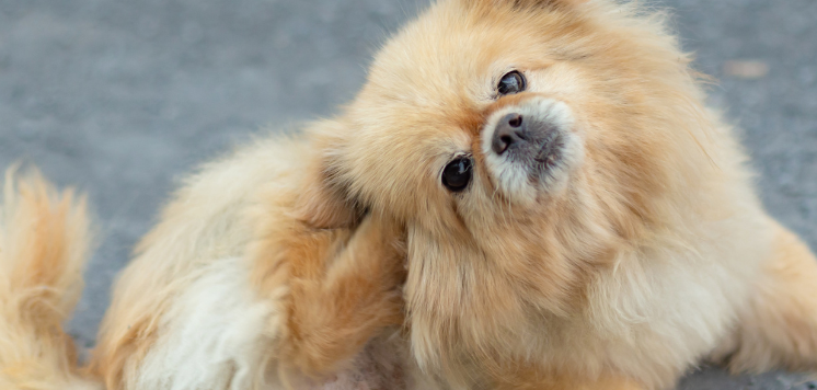 Dog Minor Issues and Dog's Ears, Dog's ear, infection