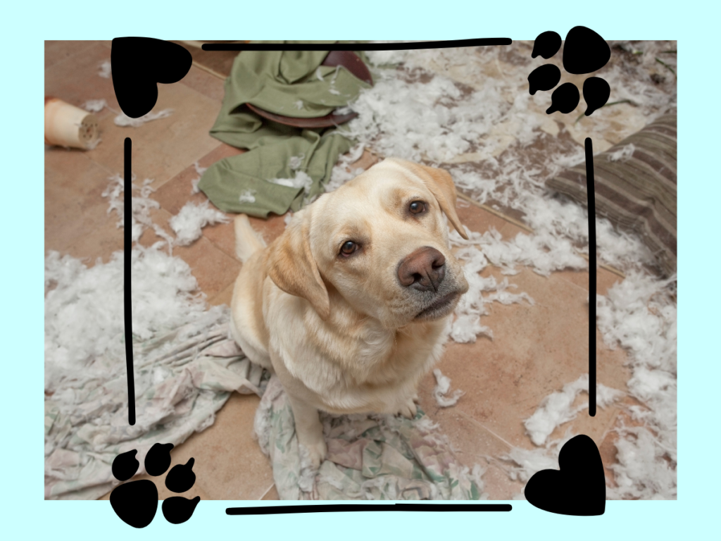 Dog Trouble, behavior issues