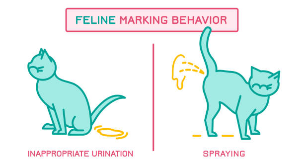 Feline Marking Behavior Image Cat Spraying And Cat Urinating,.behavior