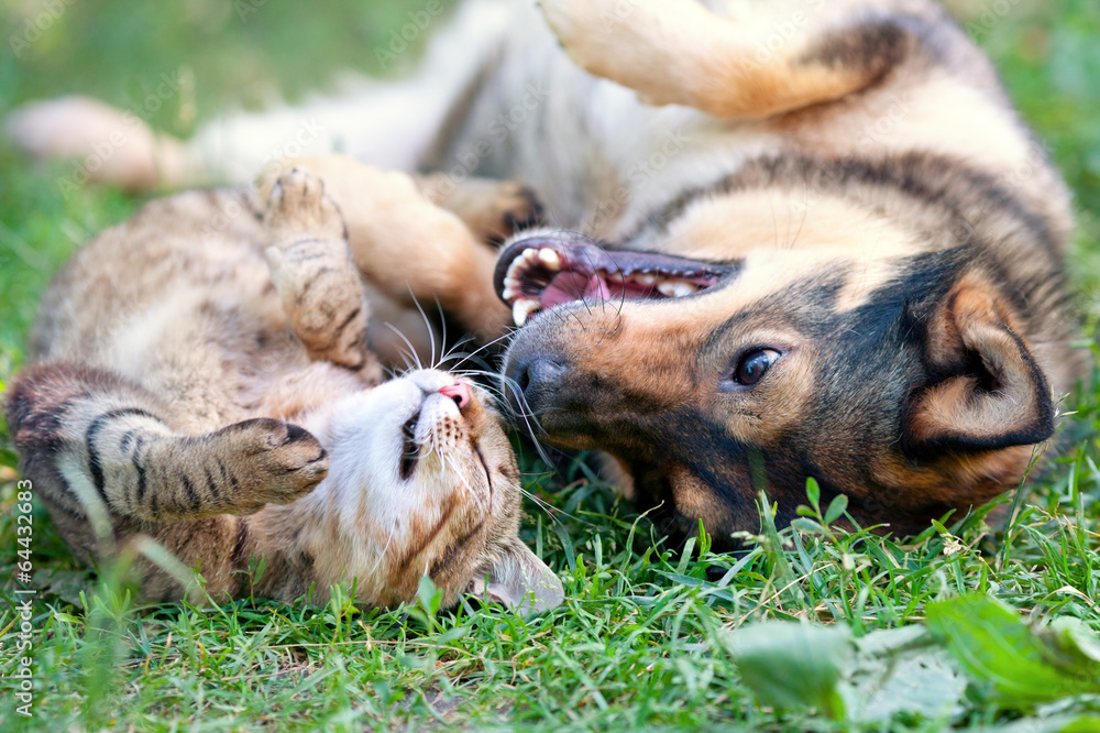 Dog and cat playing together outdoor.Lying on the back together.